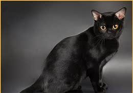 酷酷的黑猫你想养一只吗？原来黑猫有这么多种