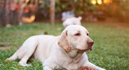 狗不愿意吃东西怎么办