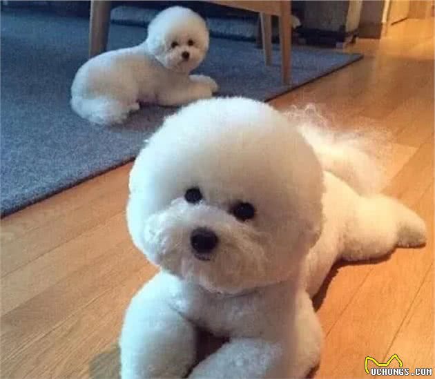 关于贵宾犬褪色问题，主人需要反思下这些
