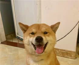 别再傻傻搞不清楚柴犬和秋田的区别啦！柴君来教你