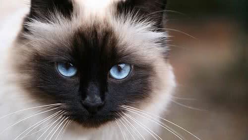 布偶猫、暹罗猫、伯曼猫、雪鞋猫大家熟悉吗？它们可不大好区分哦