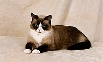 布偶猫、暹罗猫、伯曼猫、雪鞋猫大家熟悉吗？它们可不大好区分哦