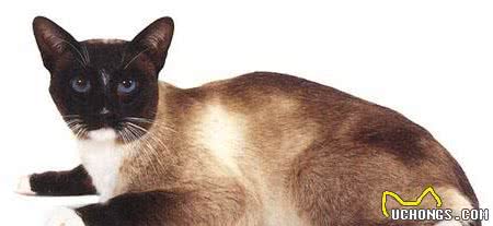 布偶猫、暹罗猫、伯曼猫、雪鞋猫大家熟悉吗？它们可不大好区分哦