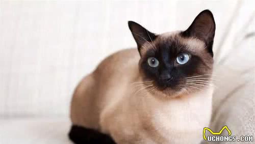 布偶猫、暹罗猫、伯曼猫、雪鞋猫大家熟悉吗？它们可不大好区分哦