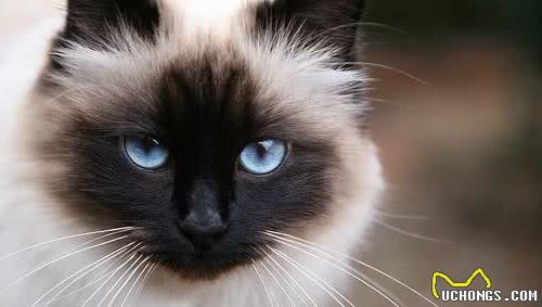 布偶猫、暹罗猫、伯曼猫、雪鞋猫大家熟悉吗？它们可不大好区分哦