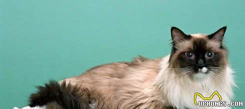 布偶猫、暹罗猫、伯曼猫、雪鞋猫大家熟悉吗？它们可不大好区分哦