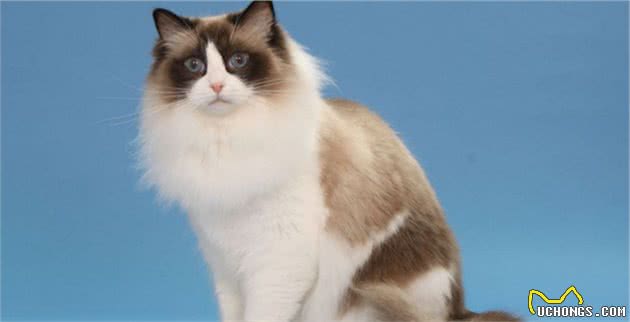 布偶猫、暹罗猫、伯曼猫、雪鞋猫大家熟悉吗？它们可不大好区分哦