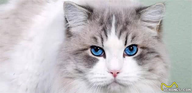 布偶猫、暹罗猫、伯曼猫、雪鞋猫大家熟悉吗？它们可不大好区分哦