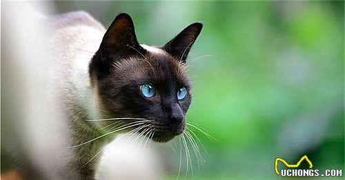 布偶猫、暹罗猫、伯曼猫、雪鞋猫大家熟悉吗？它们可不大好区分哦