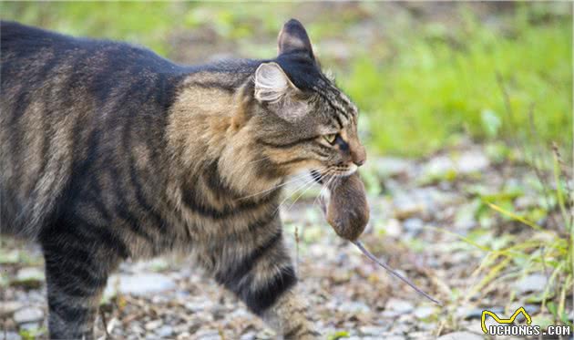 狸花猫饲养需要注意什么？