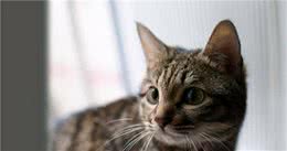 狸花猫饲养需要注意什么？