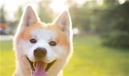 关于宠物狗的基本常识你了解多少？