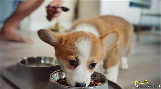 柯基犬口臭严重怎么办？这几招，轻松帮你解决