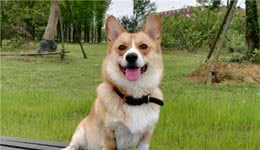 柯基犬口臭严重怎么办？这几招，轻松帮你解决