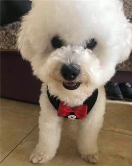 我家比熊犬这么漂亮，都是吃出来的！比熊健康美毛食谱分享