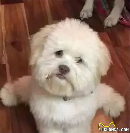 狗狗坐姿大赛，这画面太美，我不敢看