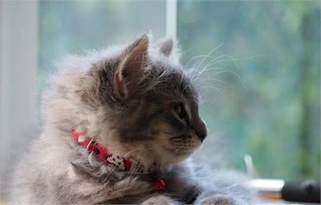 新手养猫不迷路，给铲屎官的5条养猫纯干货，收藏备查