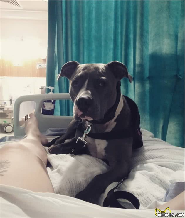 服务犬散步时大叫，主人随后心脏病发作，狗狗一举动救了主人一命