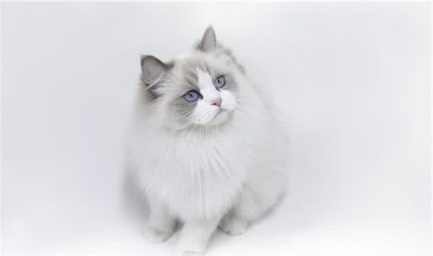 布偶猫被称作“小狗猫”？背后是有原由