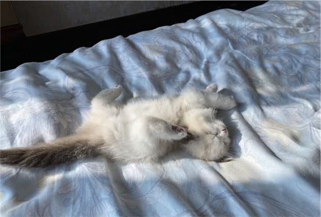 布偶猫被称作“小狗猫”？背后是有原由