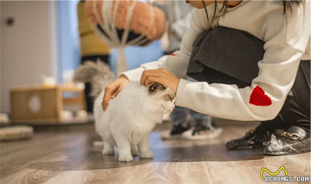 布偶猫被称作“小狗猫”？背后是有原由