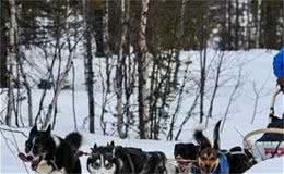 哈士奇终于上场了，拉雪橇极地穿越330公里