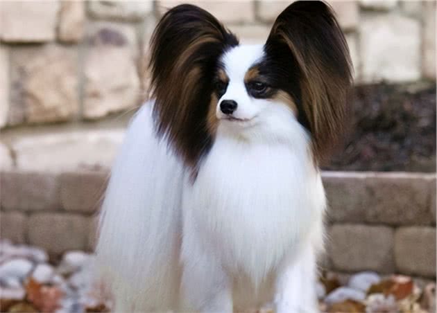 爱养小型犬，就选择这几种小狗，很忠诚