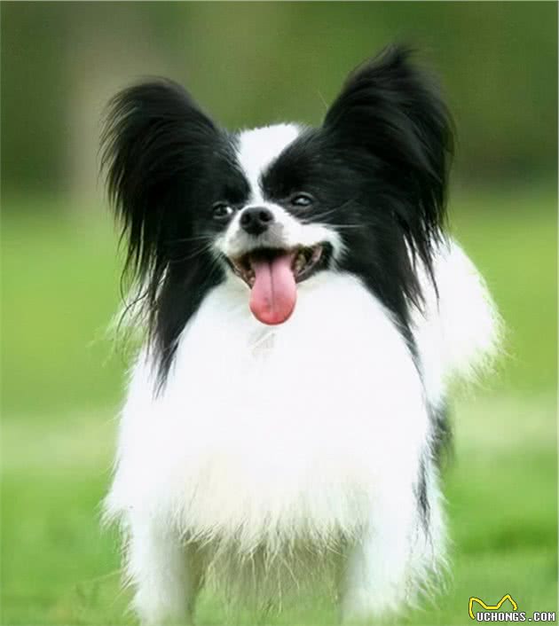 爱养小型犬，就选择这几种小狗，很忠诚
