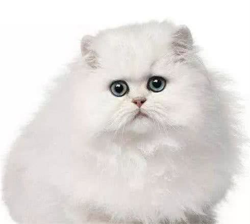 猫的品种介绍（一）：品种分类、波斯猫、暹罗猫、喜马拉雅猫特点