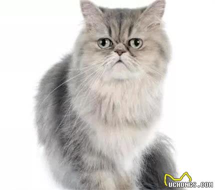 猫的品种介绍（一）：品种分类、波斯猫、暹罗猫、喜马拉雅猫特点