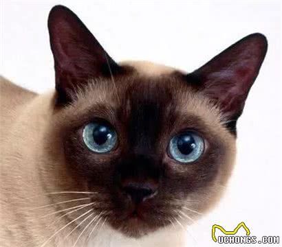 猫的品种介绍（一）：品种分类、波斯猫、暹罗猫、喜马拉雅猫特点