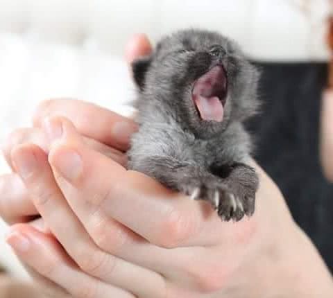 路上捡到灰色小猫，长大竟成“小黑豹”，医生：猫妈妈墨水不够用