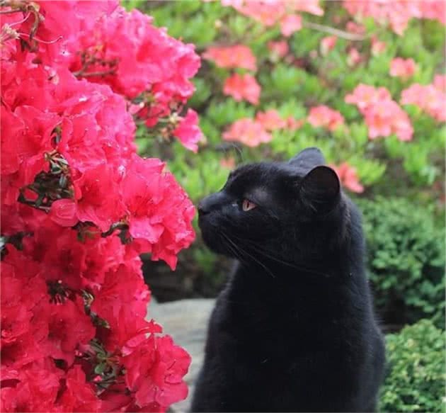 路上捡到灰色小猫，长大竟成“小黑豹”，医生：猫妈妈墨水不够用