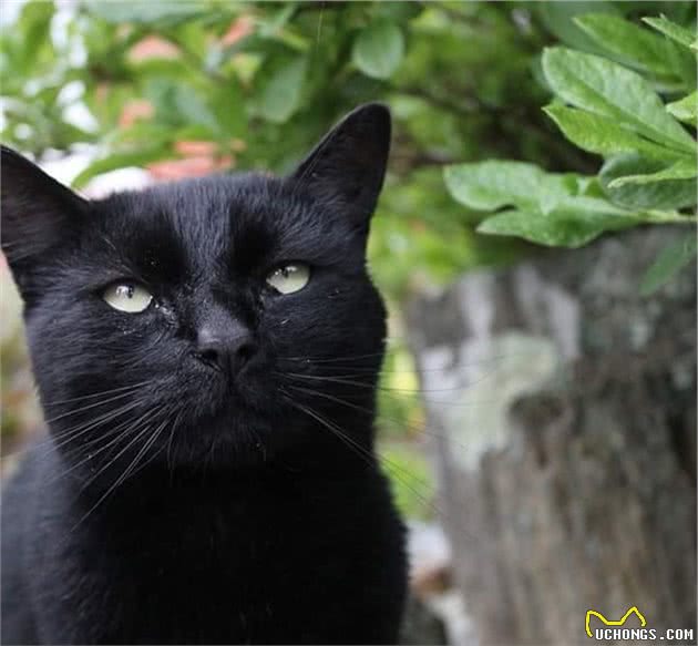 路上捡到灰色小猫，长大竟成“小黑豹”，医生：猫妈妈墨水不够用