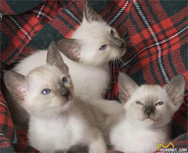 路上捡到灰色小猫，长大竟成“小黑豹”，医生：猫妈妈墨水不够用