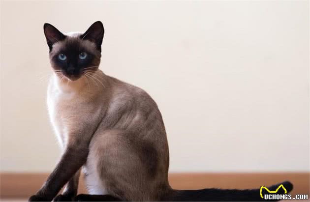 路上捡到灰色小猫，长大竟成“小黑豹”，医生：猫妈妈墨水不够用