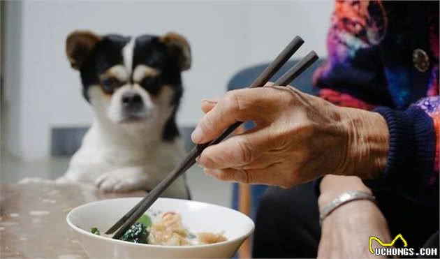 狗狗常见的5种喂食方法，你用的是哪种？