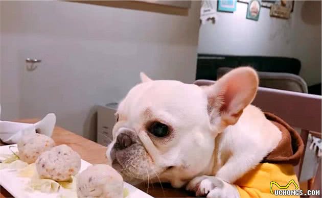 狗狗常见的5种喂食方法，你用的是哪种？