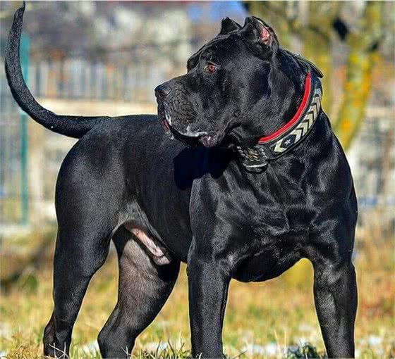 这4种犬，可让偷狗贼有去无回，惩罚他们的最好方式，以牙还牙