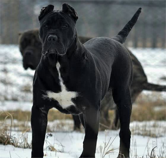 这4种犬，可让偷狗贼有去无回，惩罚他们的最好方式，以牙还牙