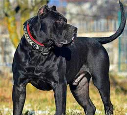 这4种犬，可让偷狗贼有去无回，惩罚他们的最好方式，以牙还牙