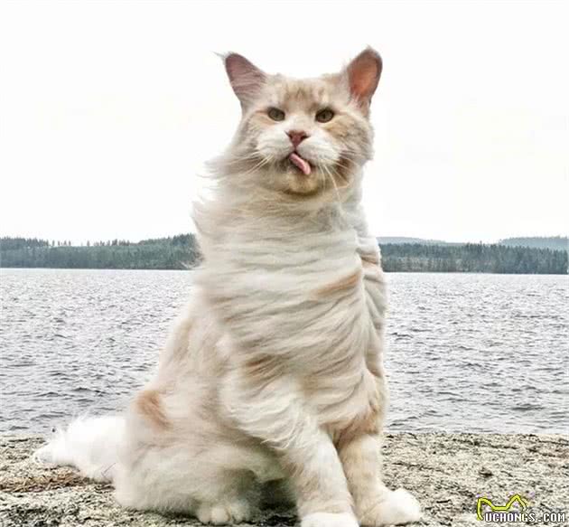 别以为缅因猫都是高大帅气威猛，它们犯起蠢萌来一般人扛不住