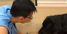 狗狗挑食不吃狗粮，主人趴地上跟它抢着吃，它突然埋头狂吃