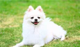 养宠知识：小狗吃微量元素几天见效