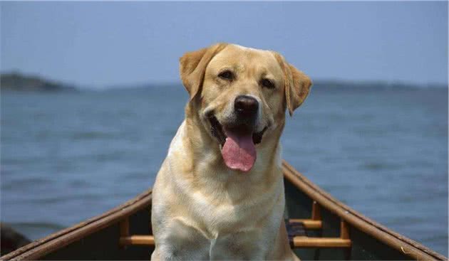 有哪些宠物犬适合家庭饲养？