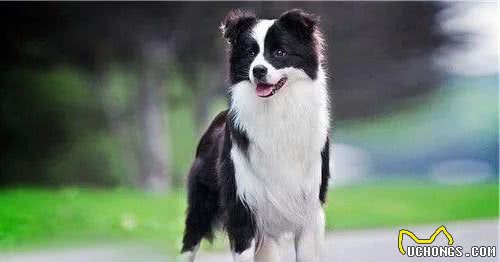 有哪些宠物犬适合家庭饲养？