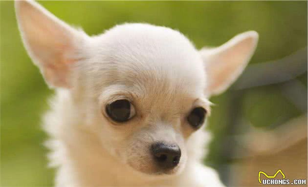 有哪些宠物犬适合家庭饲养？