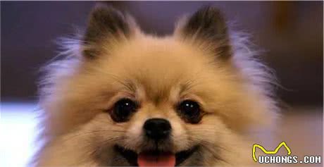 有哪些宠物犬适合家庭饲养？