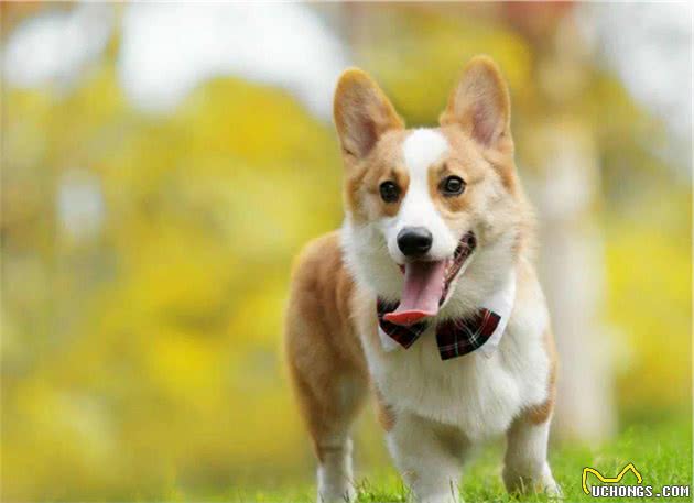 有哪些宠物犬适合家庭饲养？