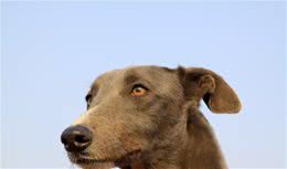 最古老的猎犬—格力犬